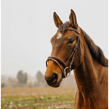 Briglia Norton Club Strass V Avana Marrone