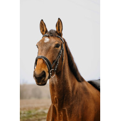 Briglia Norton Club Strass V Nero