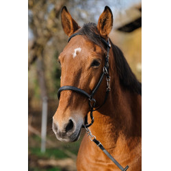 Briglia/Capestro Norton Training Nero