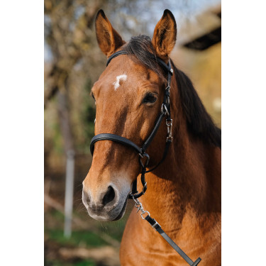 Briglia/Capestro Norton Training Nero