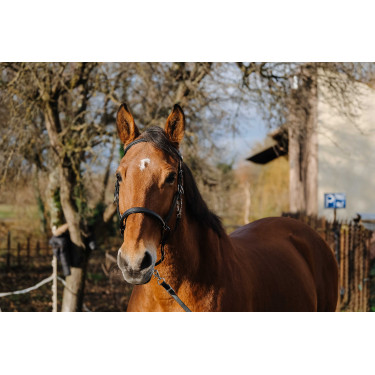 Briglia/Capestro Norton Training Nero