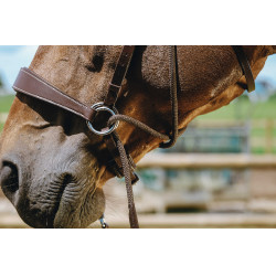 Bridon Bitless Norton Avana Marrone