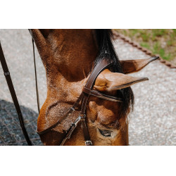 Bridon Bitless Norton Avana Marrone