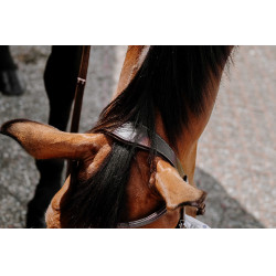 Bridon Bitless Norton Avana Marrone