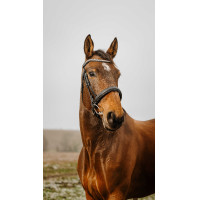 Bridon Norton Club Diva Nero Bridon Norton Club Diva Nero