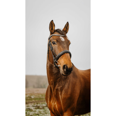 Bridon Norton Club Diva Nero