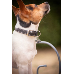 Collare per cane Pénélope Olie Nero