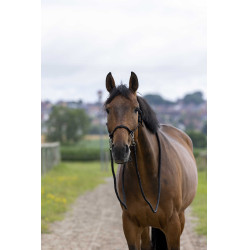 Capestro etologico con redini Nero