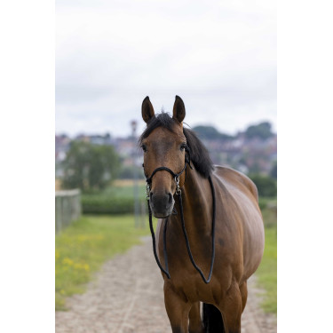 Capestro etologico con redini Nero