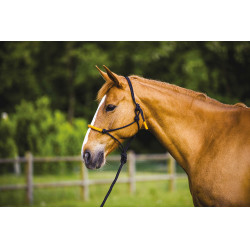 CAPEZZA ETOLÓGICA + LUNGA FUN COLOUR Arancione neon CAPEZZA ETOLÓGICA + LUNGA FUN COLOUR Arancione neon