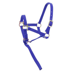 Capestro in nylon per puledro Blu reale Capestro in nylon per puledro Blu reale