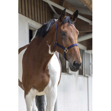 Capezzina First Blu navy