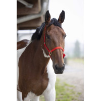 Capestro in nylon doppio spessore con chiusure a fibbia Norton Rosso