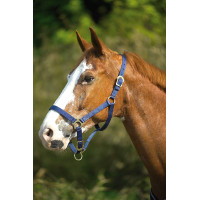 Capestro in nylon doppio spessore con chiusure a fibbia Norton Blu navy