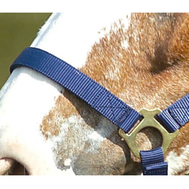 Capestro in nylon doppio spessore con chiusure a fibbia Norton Blu navy