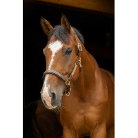 Capestro in cuoio grooming Eric Thomas Pro Avana Marrone