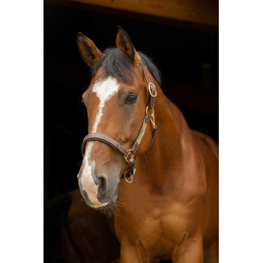 Capestro in cuoio grooming Eric Thomas Pro Avana Marrone Capestro in cuoio grooming Eric Thomas Pro Avana Marrone