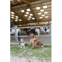 Guinzaglio in nylon Diego & Louna per cane Antracite Grigio