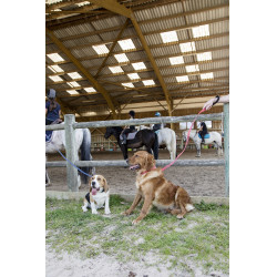 Guinzaglio in nylon Diego & Louna per cane Antracite Grigio