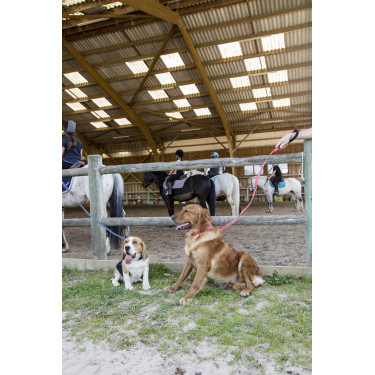 Guinzaglio in nylon Diego & Louna per cane Antracite Grigio