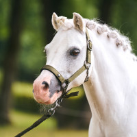 Capezzina Imperial Riding Rebel Verde oliva