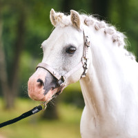 Capezzina Imperial Riding Rebel Ballerina Viola Capezzina Imperial Riding Rebel Ballerina Viola