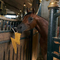 Giocattolo da box Imperial Riding fulmine Giallo Giocattolo da box Imperial Riding fulmine Giallo