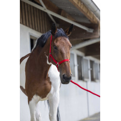 Set cavezza e lunghina Club Rosso