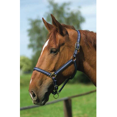 Capestro in nylon foderato in cuoio Norton Marina / cielo Blu