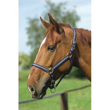 Capestro in nylon foderato in cuoio Norton Marina / cielo Blu