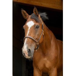 Capestro in cuoio grooming Eric Thomas Pro Avana Marrone Capestro in cuoio grooming Eric Thomas Pro Avana Marrone