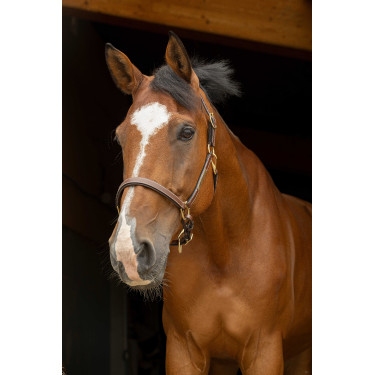 Capestro in cuoio grooming Eric Thomas Pro Avana Marrone Capestro in cuoio grooming Eric Thomas Pro Avana Marrone