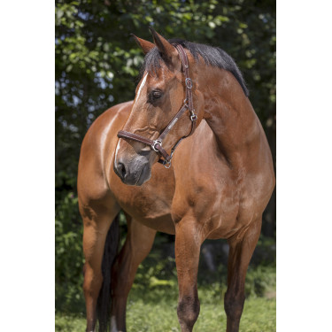 Capezza in cuoio Norton Pro Grooming Avana Marrone
