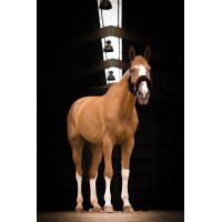 Capezzina Equithème Teddy Verde / marrone