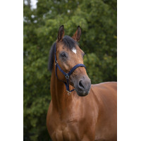 Capezzina Norton in nylon foderata in neoprene Rosso Capezzina Norton in nylon foderata in neoprene Rosso