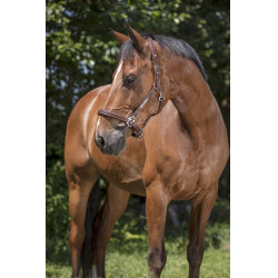 Capezza in cuoio Norton Pro Grooming Capezza in cuoio Norton Pro Grooming