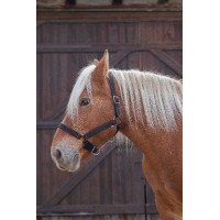 Capestro Norton Pro per cavallo da tiro Nero