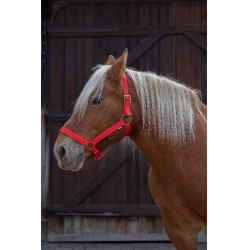 Capestro Norton Pro per cavallo da tiro Rosso