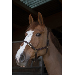 Capezza Norton Club in cuoio Avana Marrone Capezza Norton Club in cuoio Avana Marrone