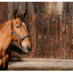 Capestro in nylon Equithème Domino Blu reale Capestro in nylon Equithème Domino Blu reale