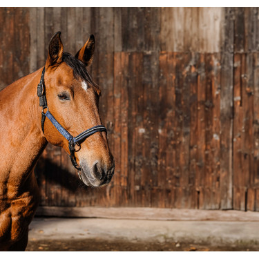 Capestro in nylon Equithème Domino Blu reale Capestro in nylon Equithème Domino Blu reale