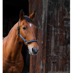 Capestro in nylon Equithème Domino Blu