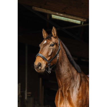 Capezza in cuoio Norton Rock Nero Capezza in cuoio Norton Rock Nero