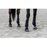 Paratendini Equithème