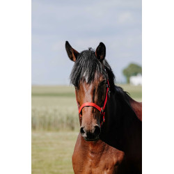 Capezzina Riding World Cushion Rosso Capezzina Riding World Cushion Rosso