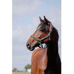 Capezzina Riding World Cushion Verde scuro