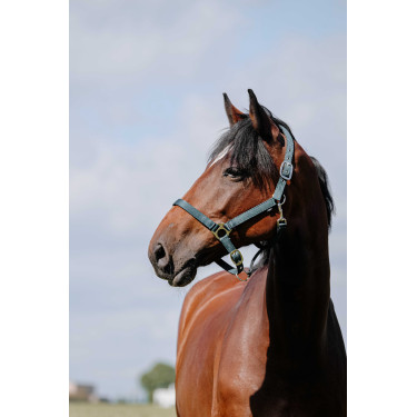 Capezzina Riding World Cushion Verde scuro