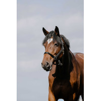 Capezzina Riding World Cushion Bordeaux Capezzina Riding World Cushion Bordeaux