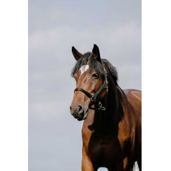 Capezzina Riding World Cushion Nero