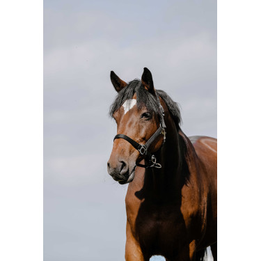 Capezzina Riding World Cushion Nero